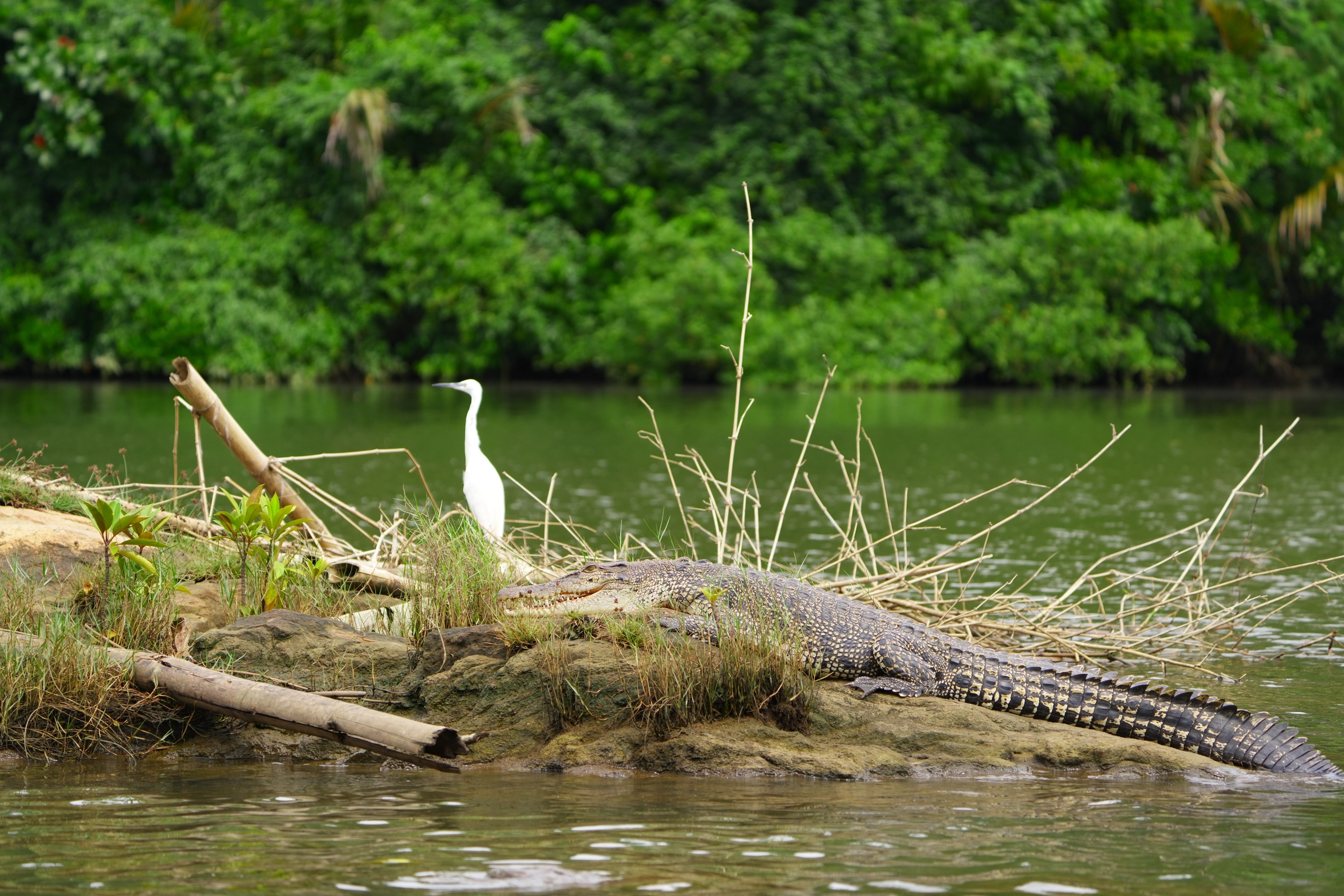 Mugger Crocodile