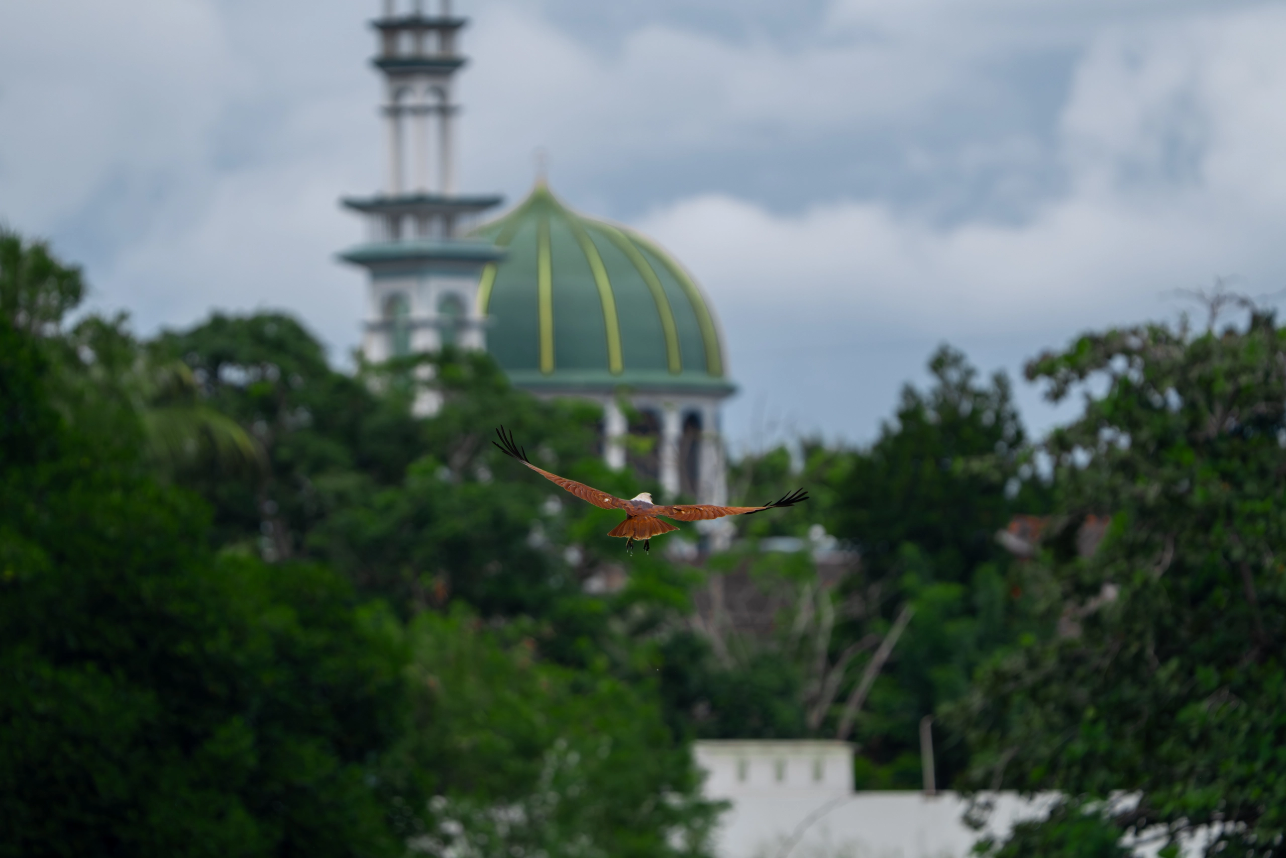 Brahminy Kite