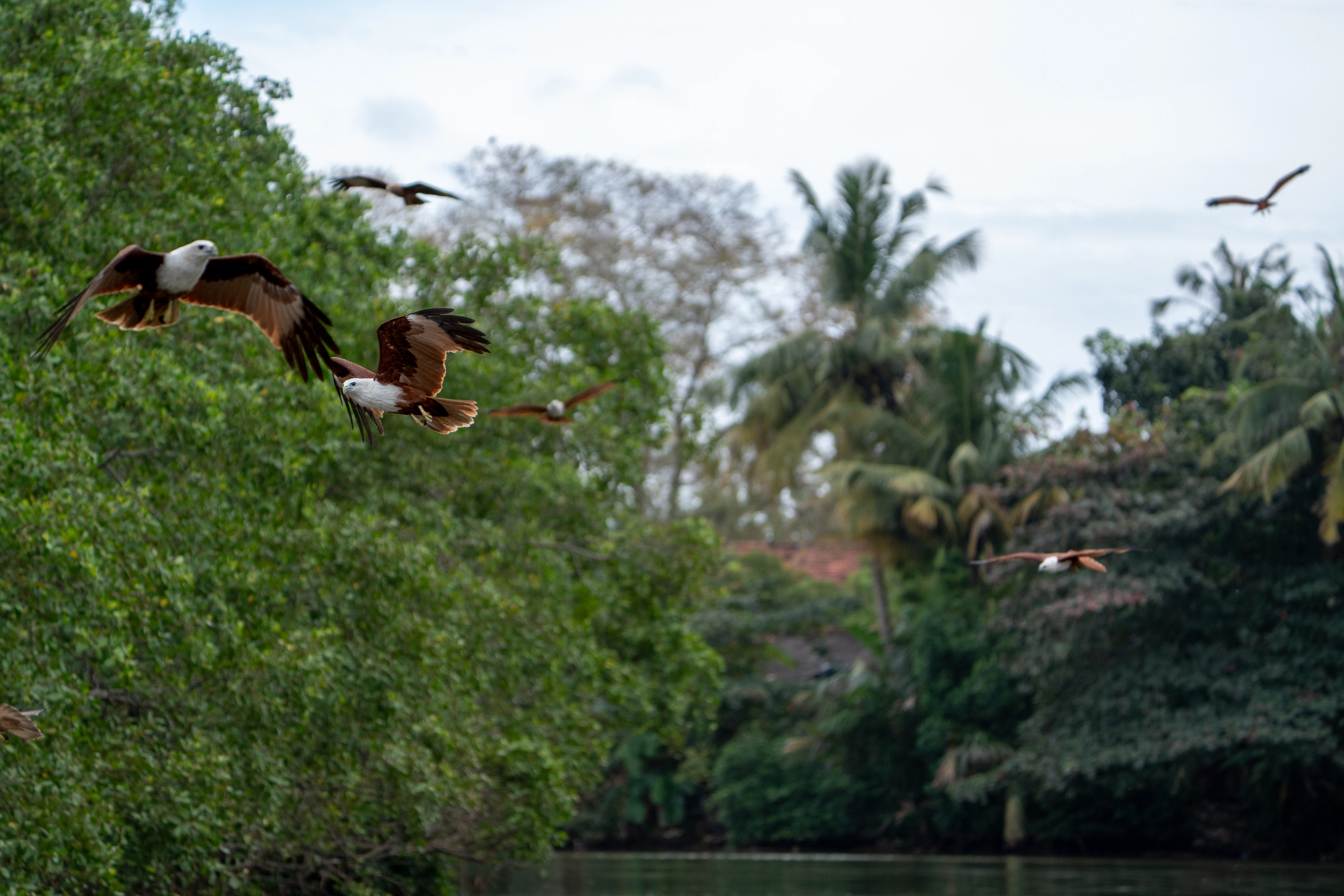 Brahminy Kite