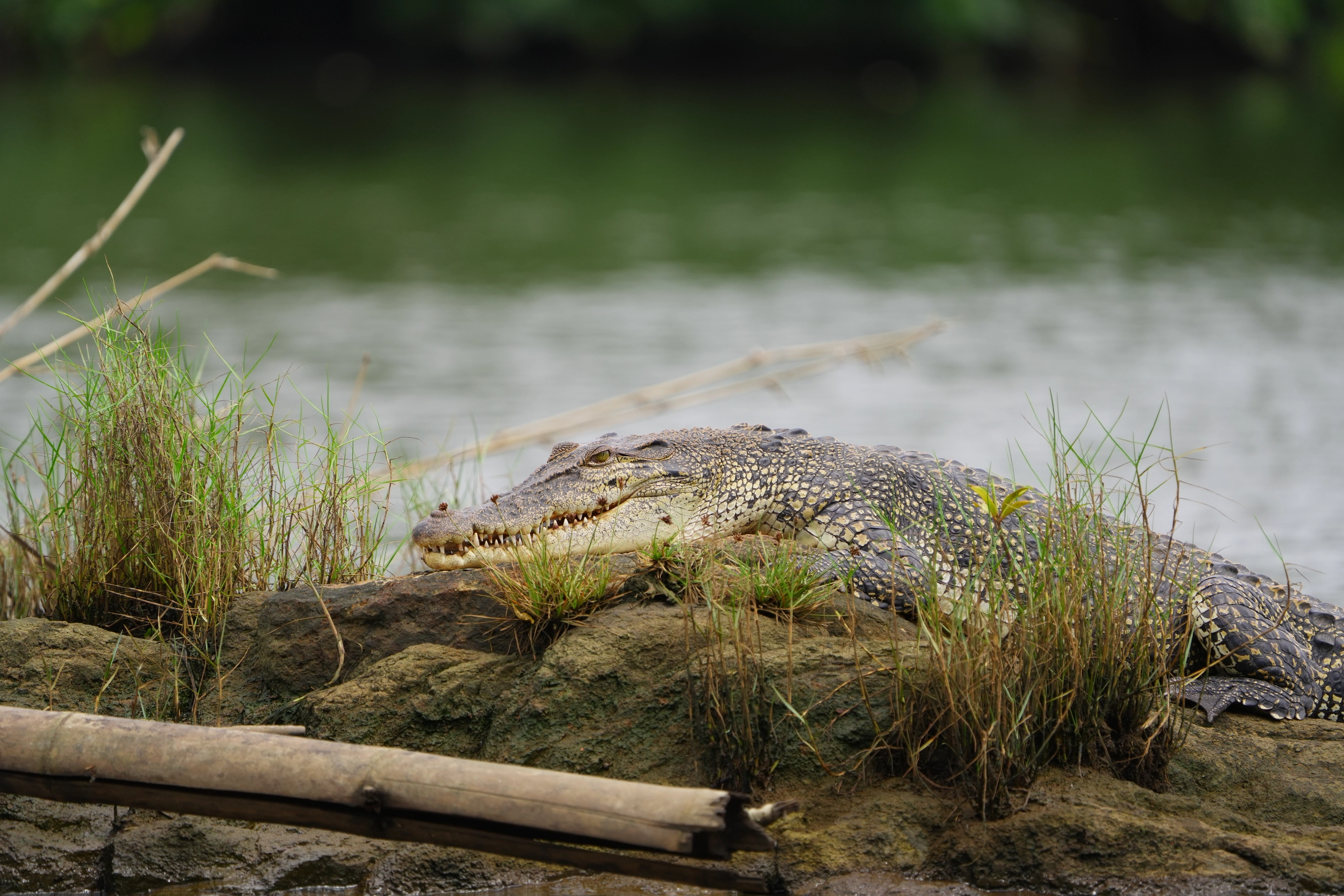Mugger Crocodile