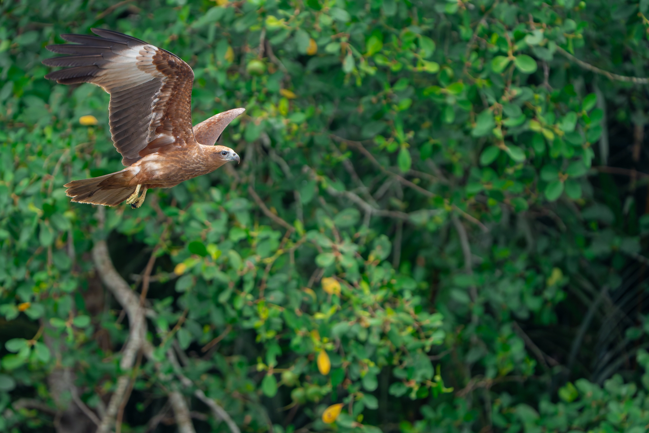 Juvenile Brahminy Kite