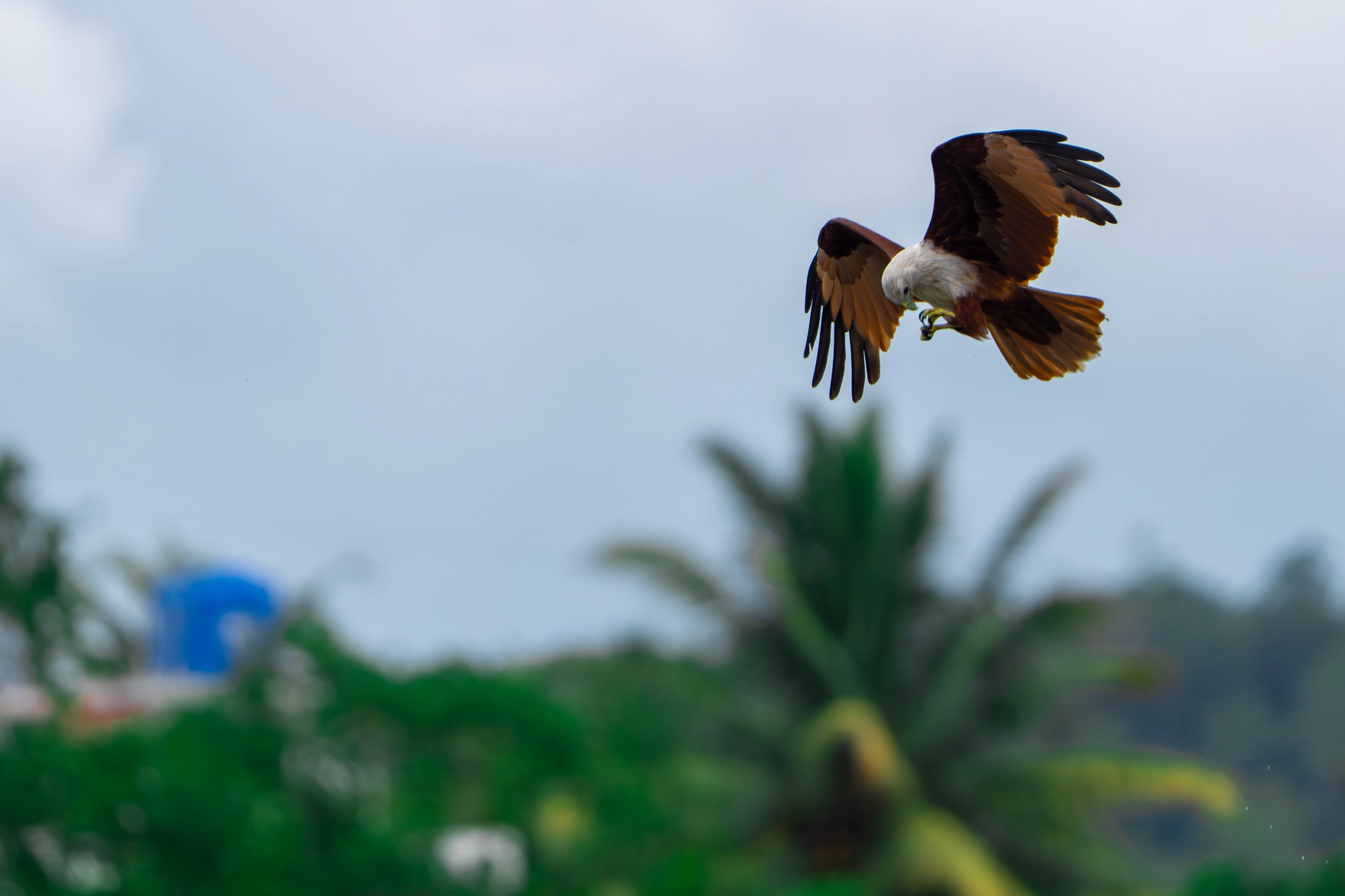 Brahminy Kite