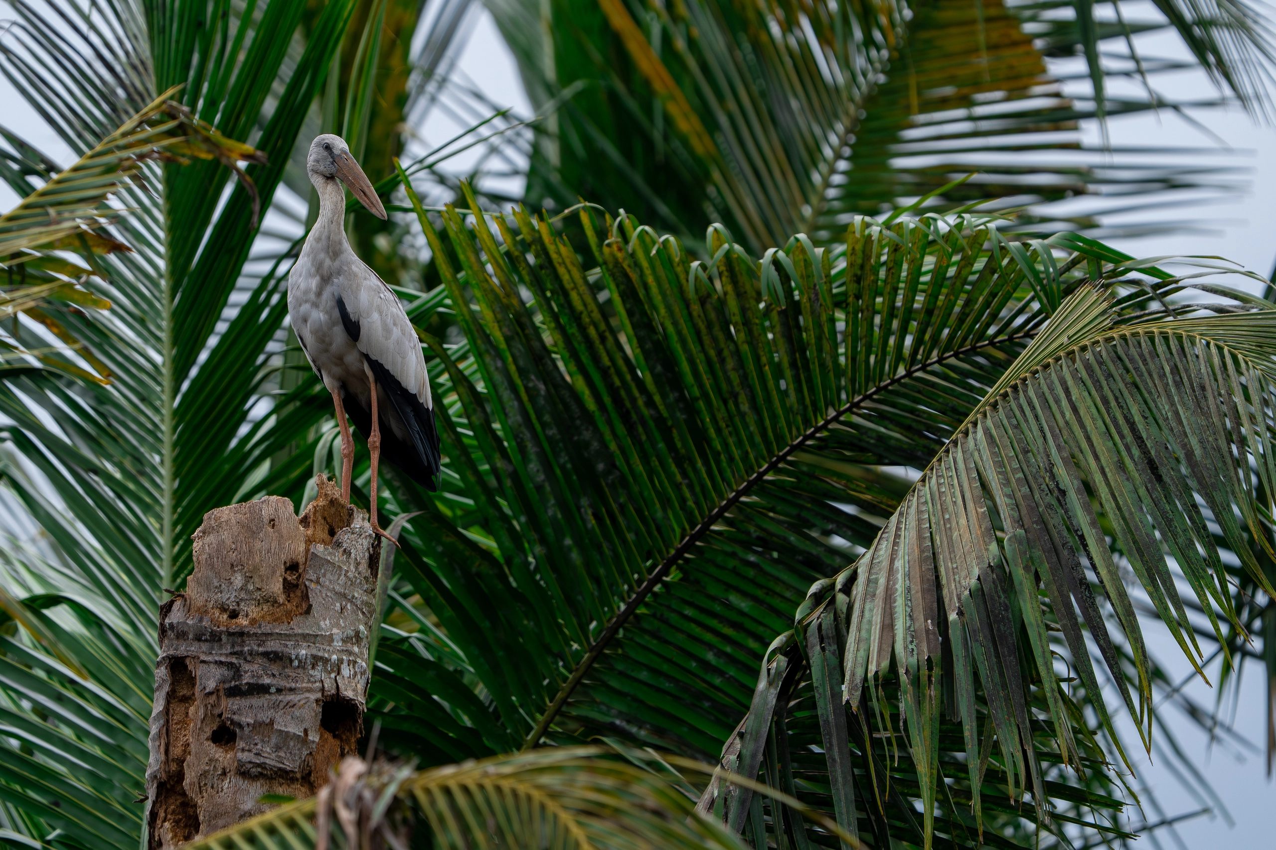 Asian Openbill Stork