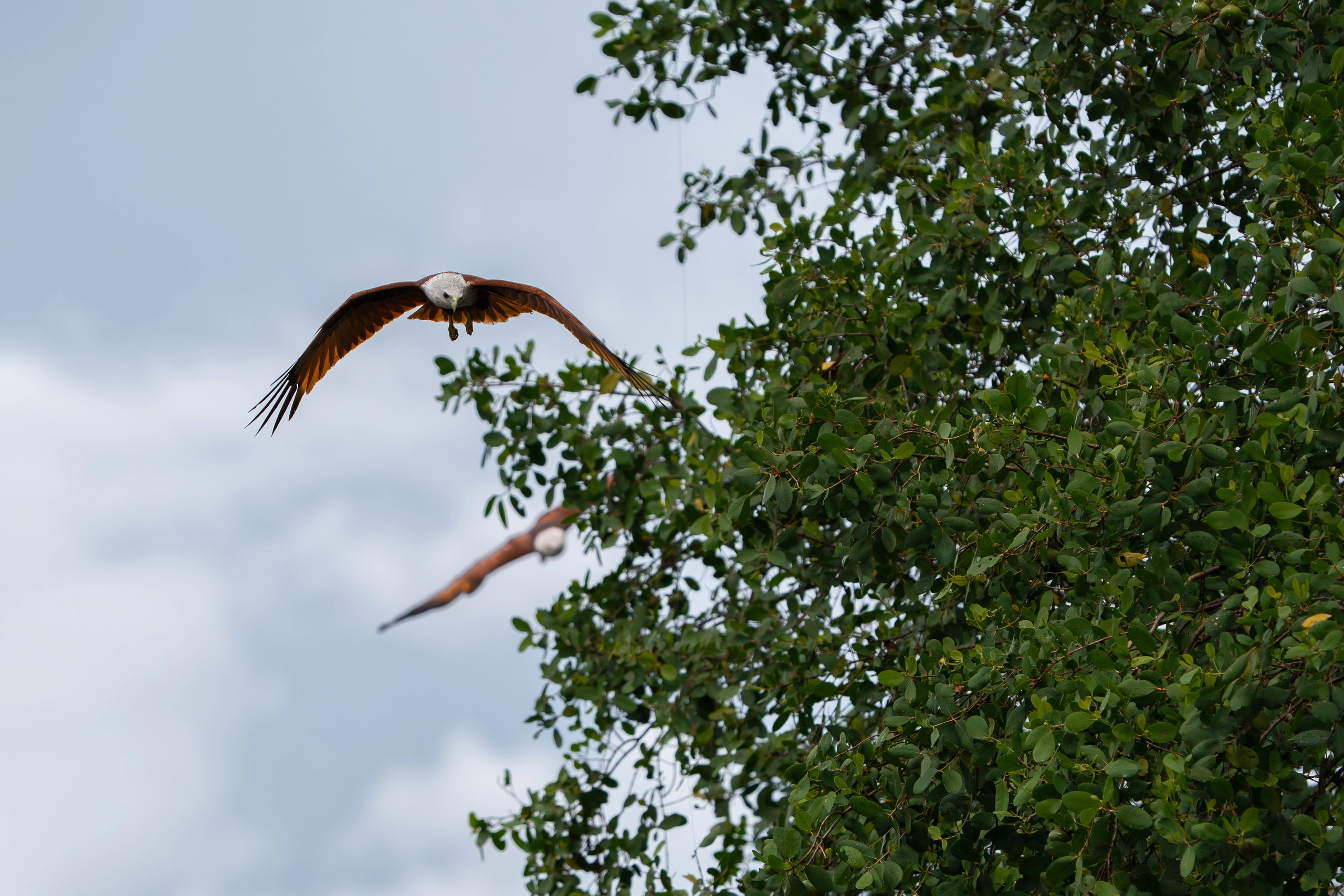 Brahminy Kite