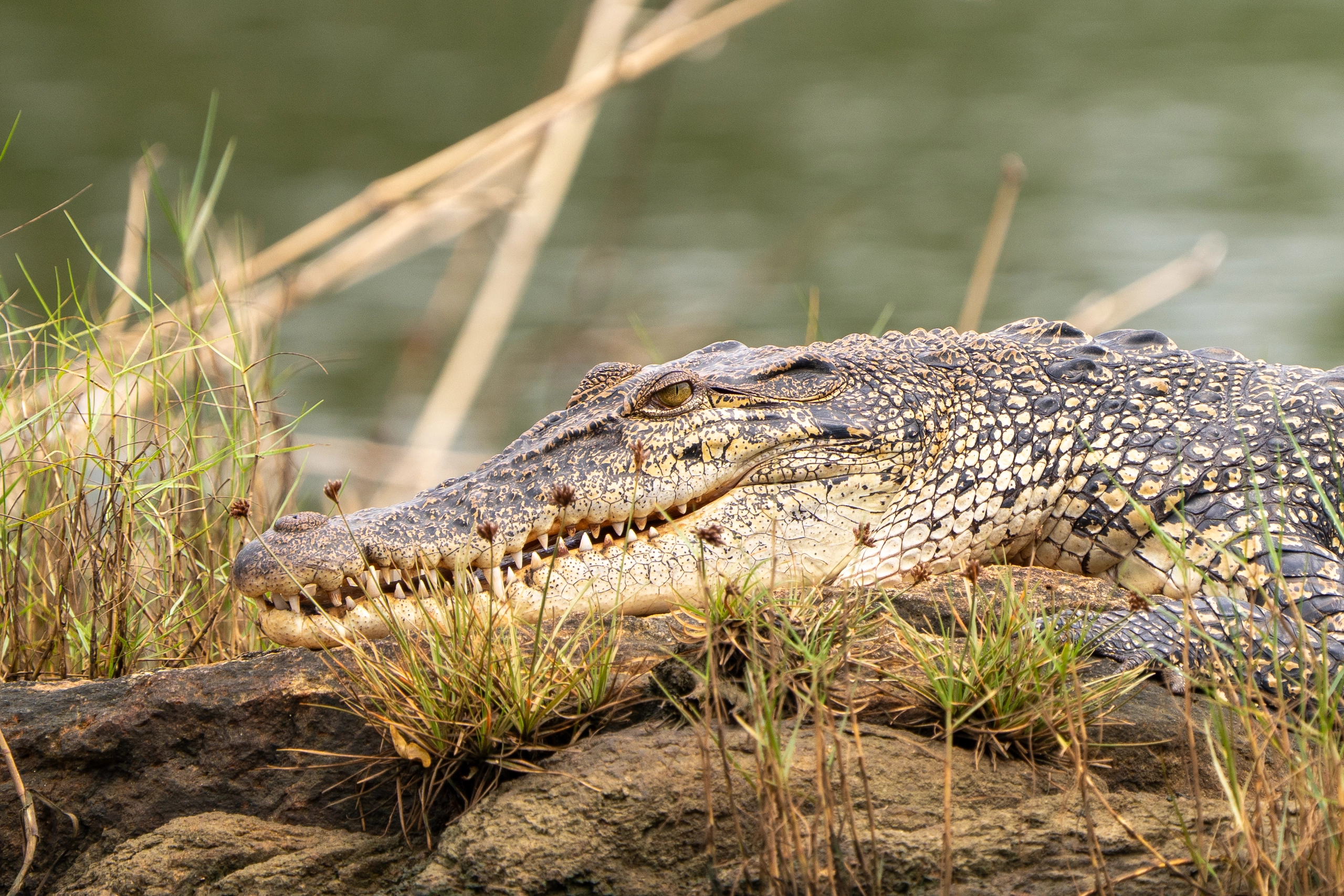 Mugger Crocodile